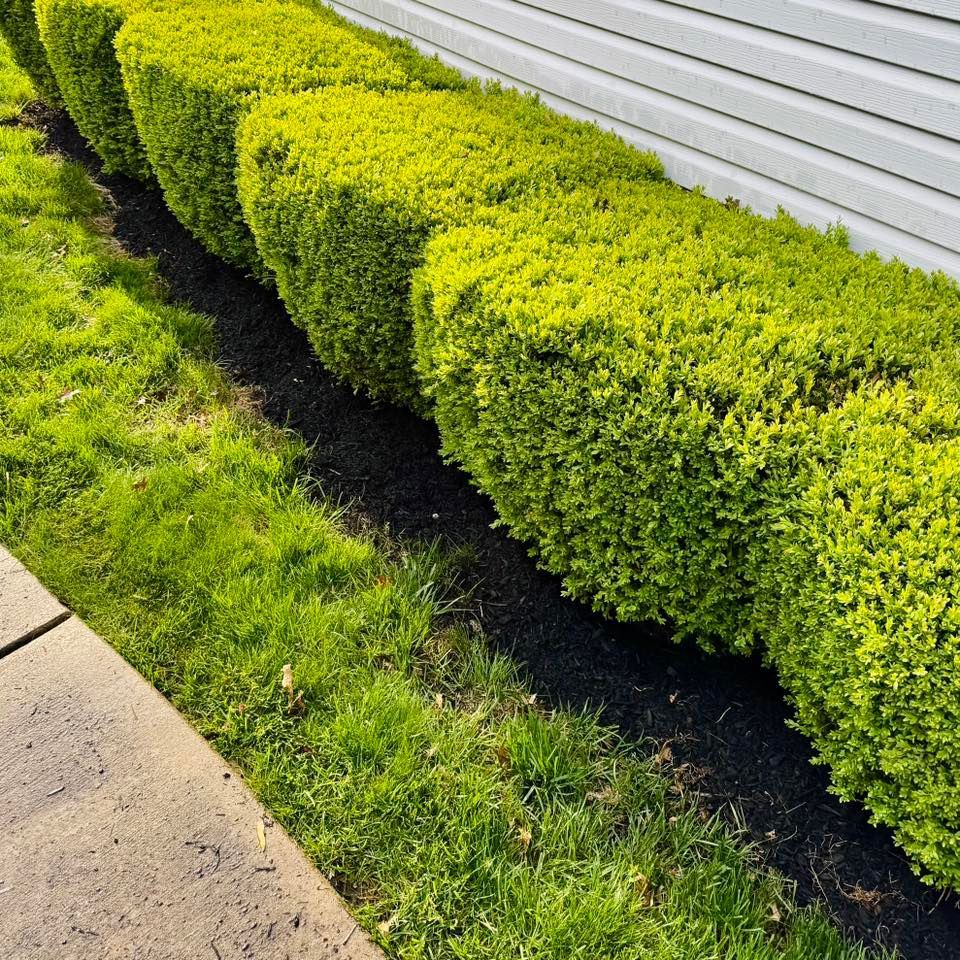 A row of trimmed, bright green bushes borders a building with white siding, with green grass and mulch in the foreground.