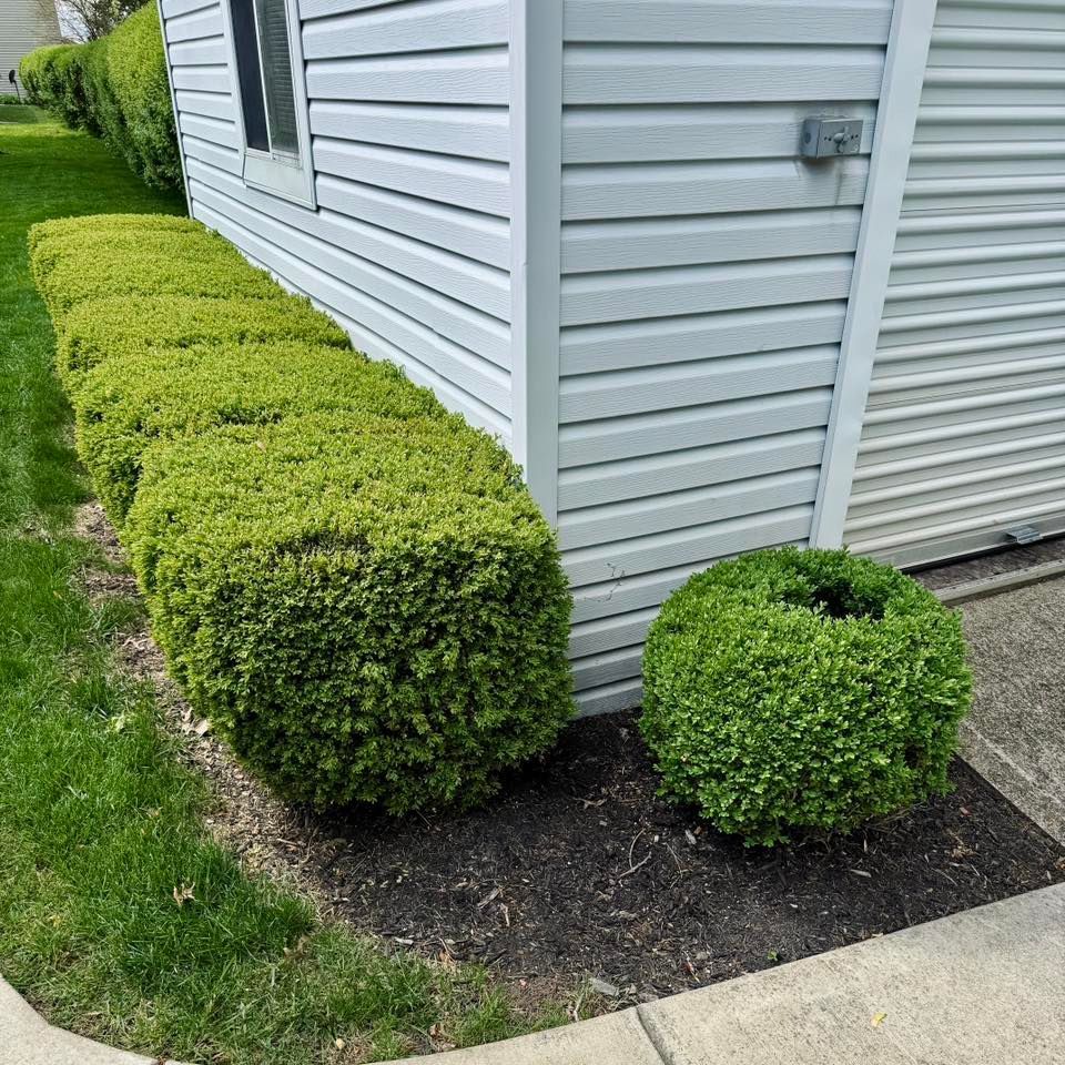 Green, neatly trimmed hedges line a building with light gray siding, next to a sidewalk and grass.