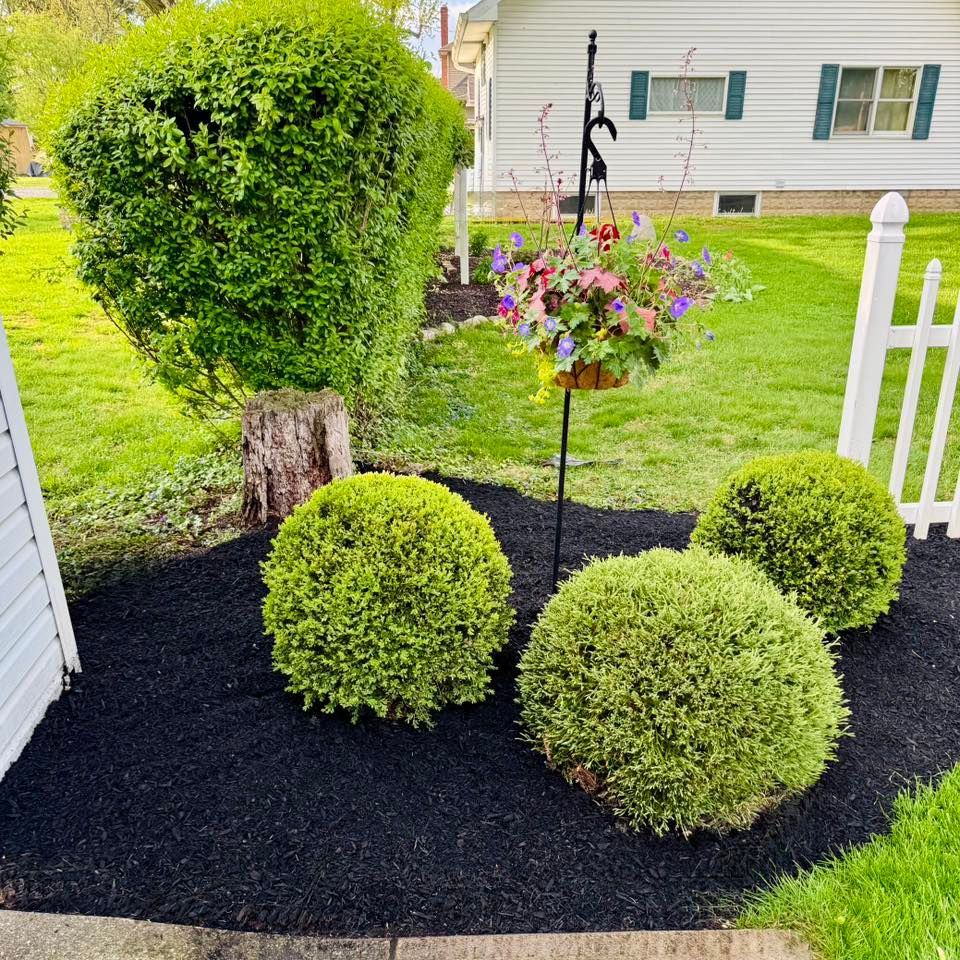 Green, manicured bushes and a hanging flower basket in a garden bed with black mulch, next to a white picket fence and house.