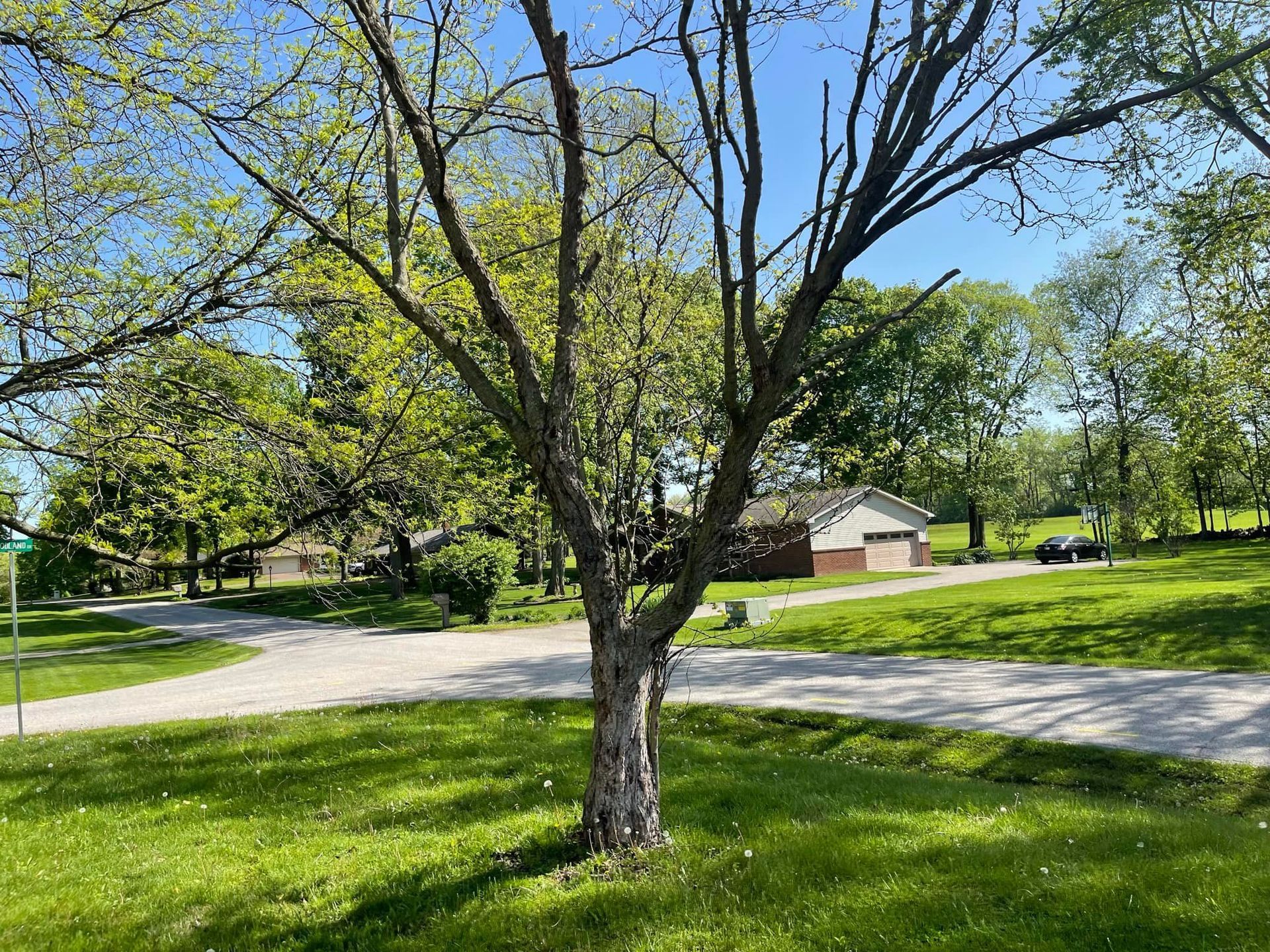 A sunny day in a park with a tree in the foreground, a two-way road, green grass, and a few houses in the distance.