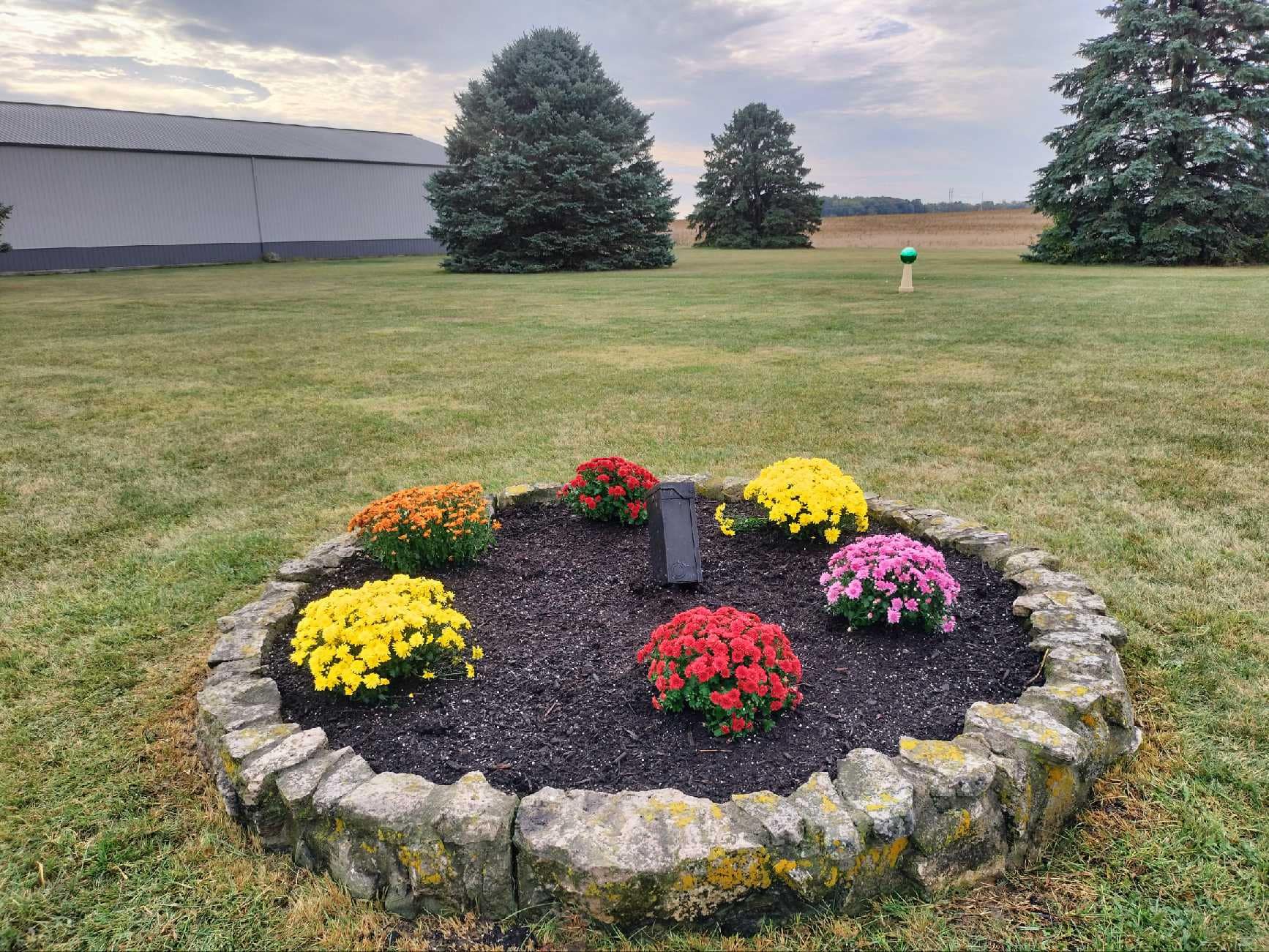 A colorful flower bed with various chrysanthemums is surrounded by a stone border in a grassy field, with a barn and trees in the background.