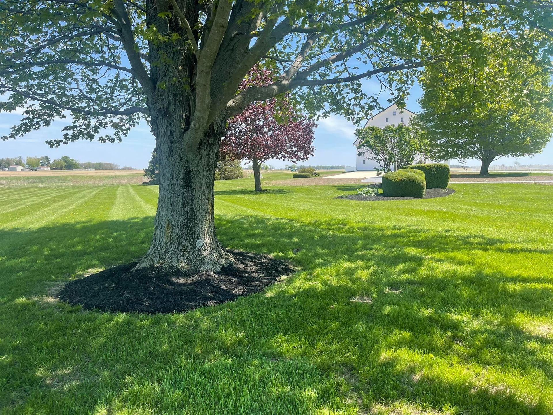 A large tree with dark mulch around its base in a grassy yard; other trees and a distant building are visible under a blue sky.