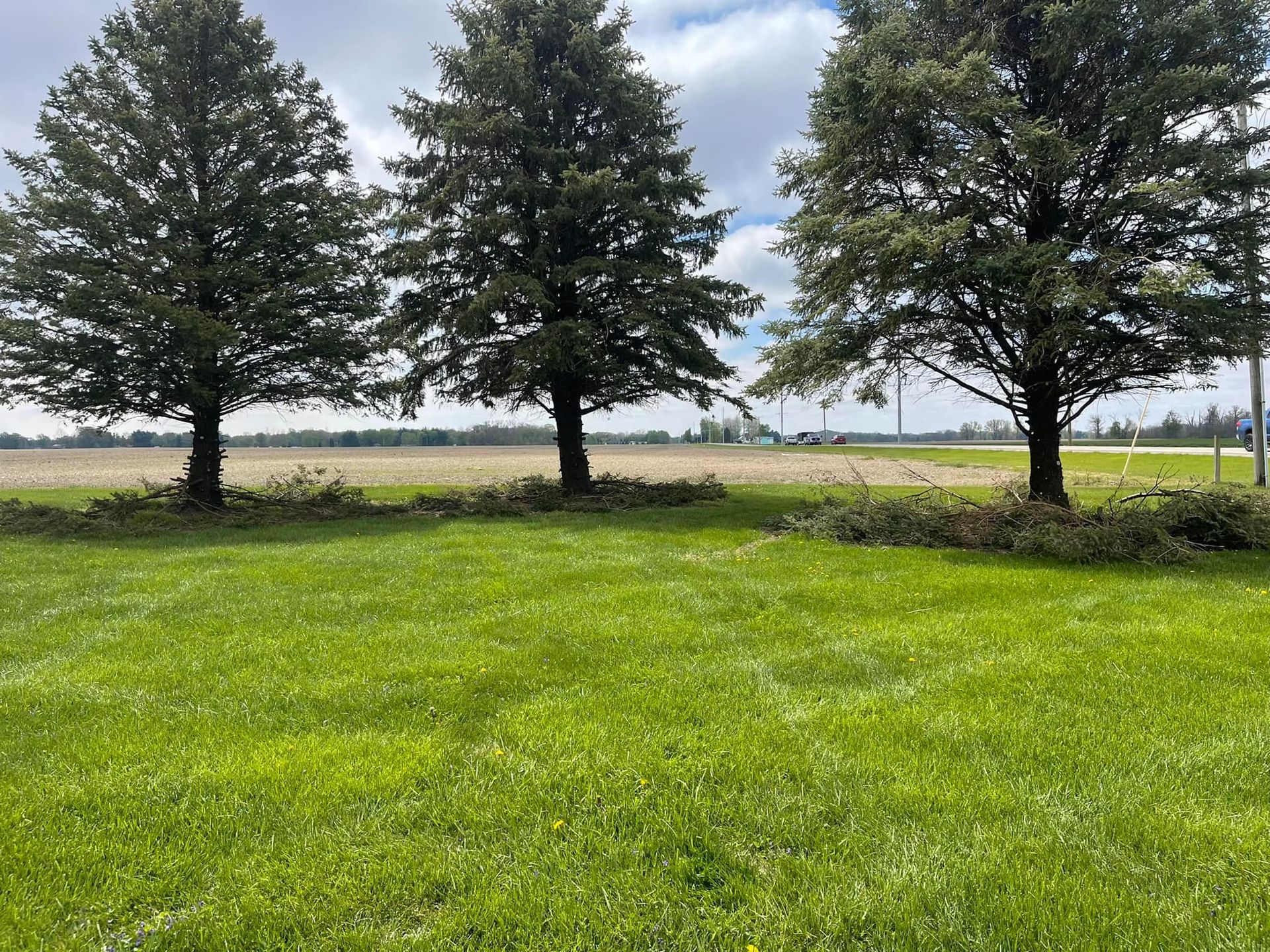 Three large green trees in a grassy field with a cloudy sky. Farmland is visible in the background.