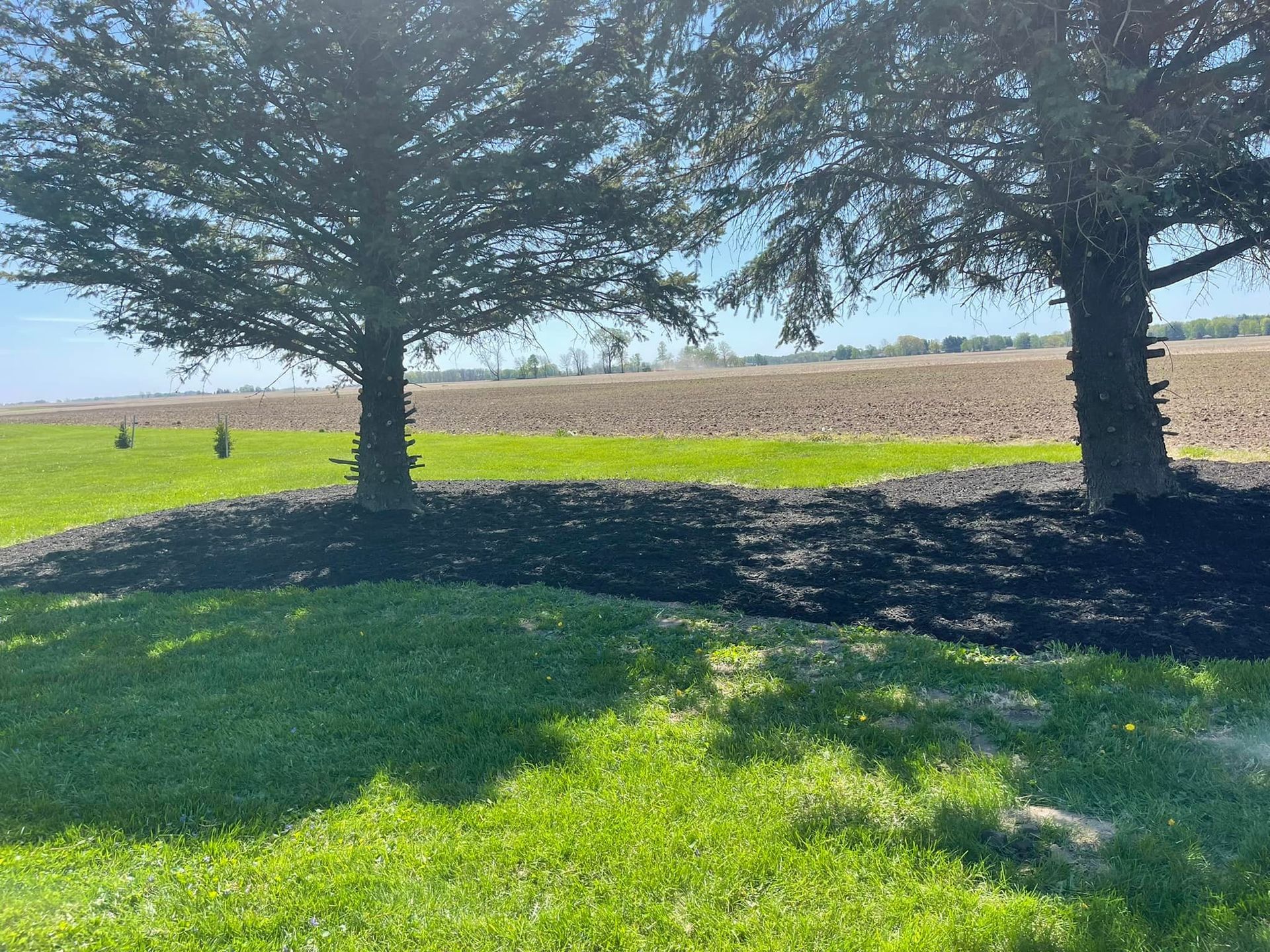 Two trees with dark mulch at their bases stand in front of a green lawn. Beyond is a field on a sunny day.