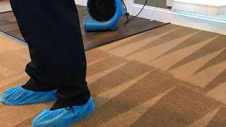 The Carpet Sanitizers Inc