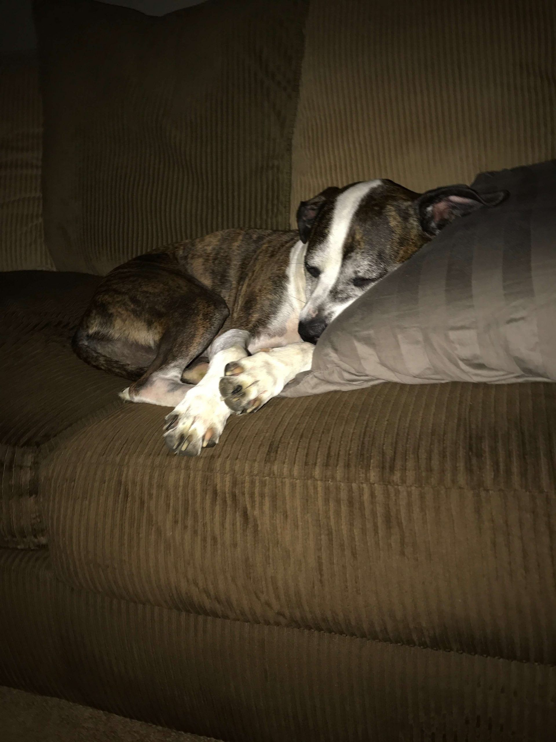 Dog resting on a brown couch, head on a pillow. Brindle fur with white patches.