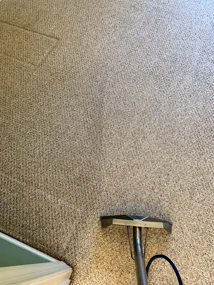 Carpet being cleaned with a machine. The cleaned section is lighter in color.