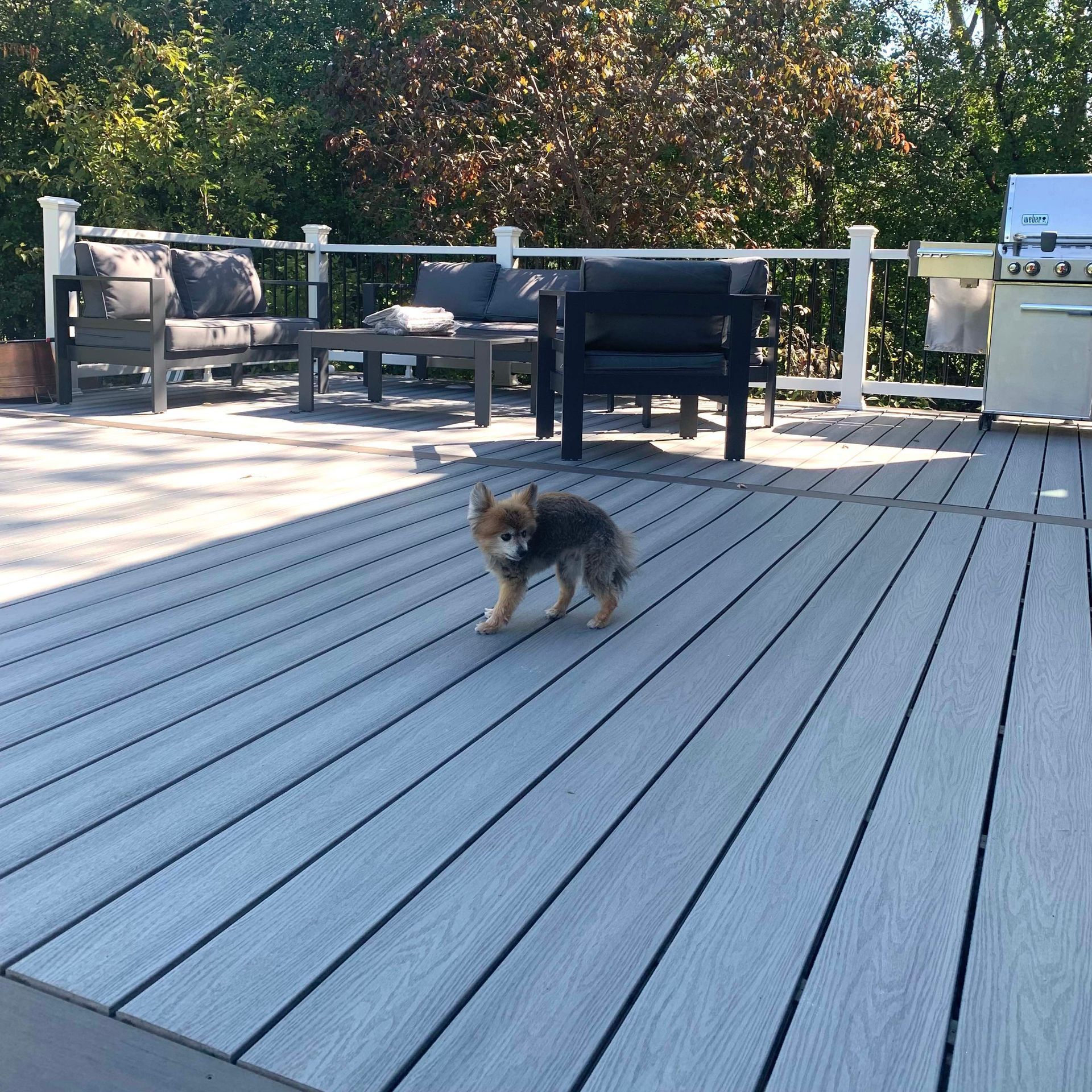 A small, fluffy dog stands on a light-colored wooden deck near outdoor patio furniture.