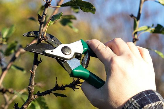 Tree pruning