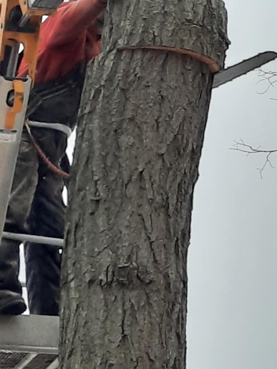 Person using a chainsaw to cut a tree trunk. Person is in a lift. Tree trunk has a strap around it.