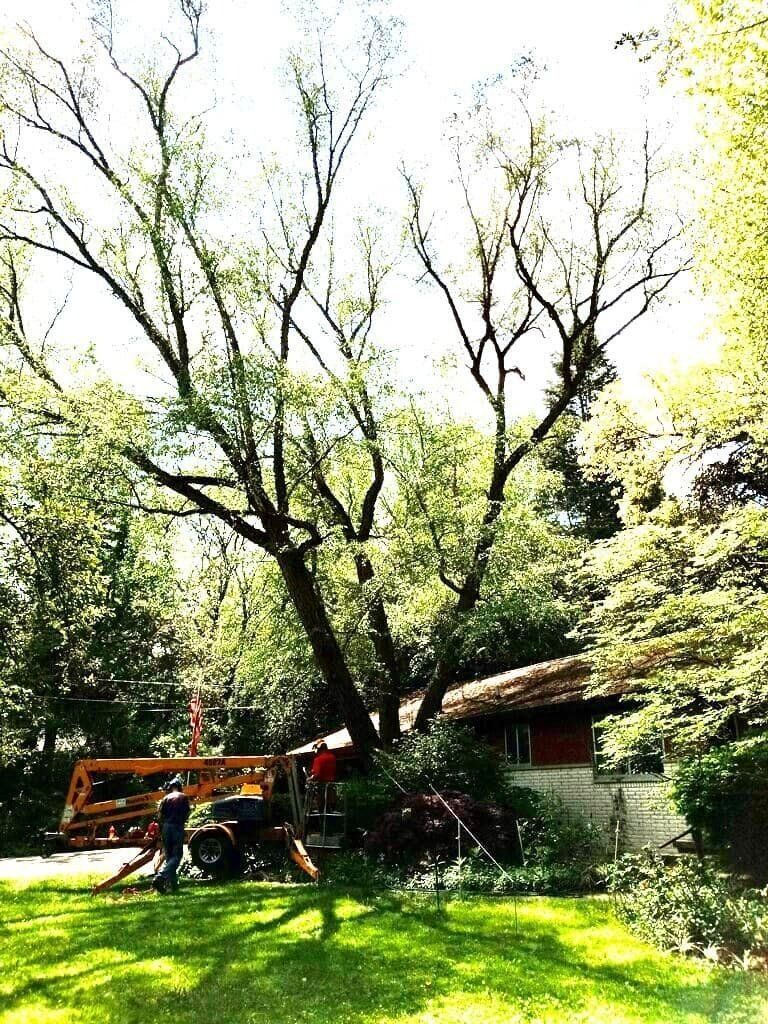 Man working near a large tree next to a house with a tractor in a grassy yard.