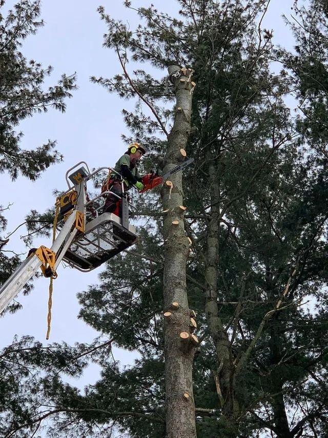 Arborist in a lift uses a chainsaw to trim a tall tree trunk against an overcast sky.