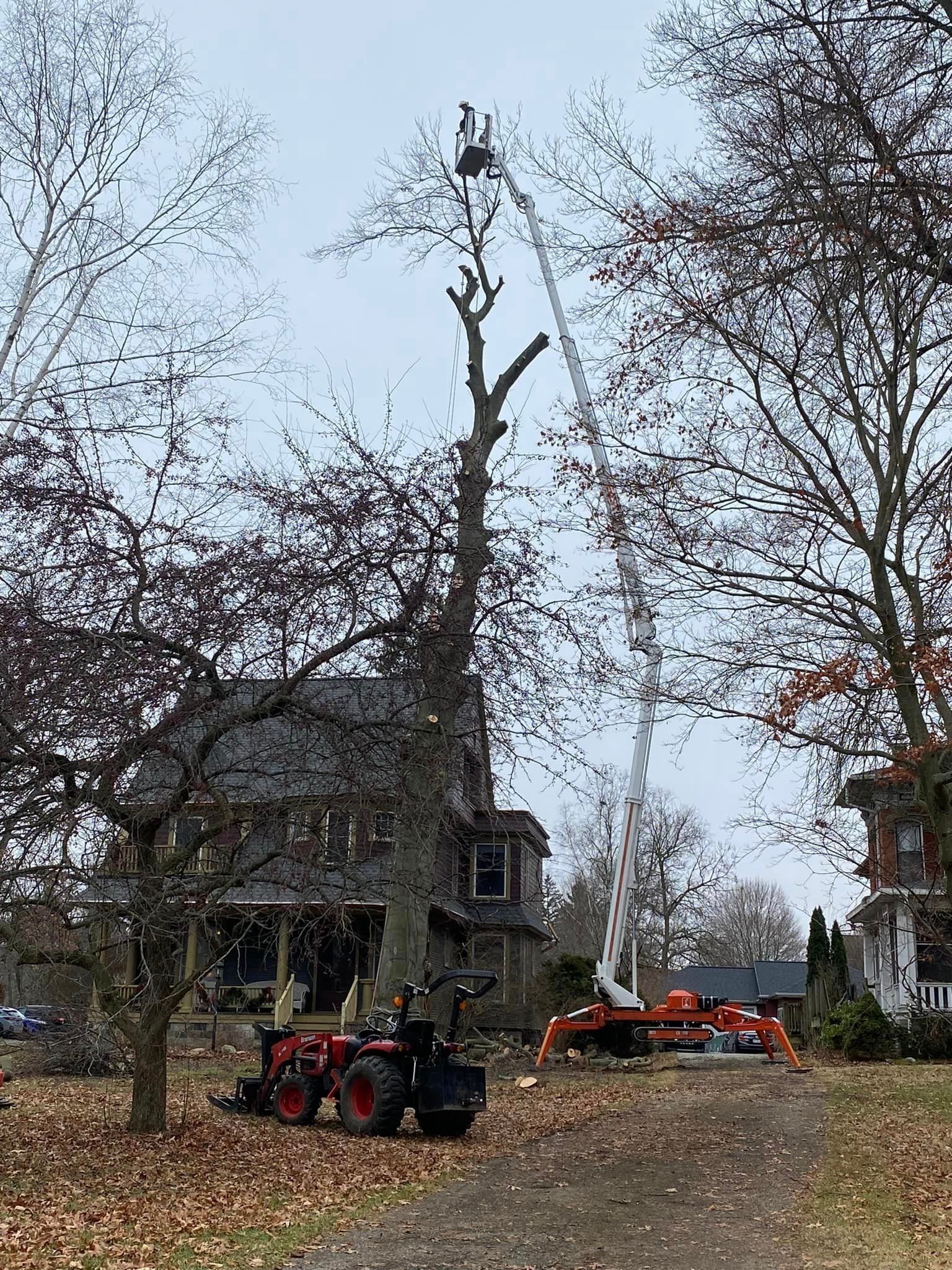 Tree removal in progress near a house. Bucket lift with worker cutting branches. Tractor nearby.