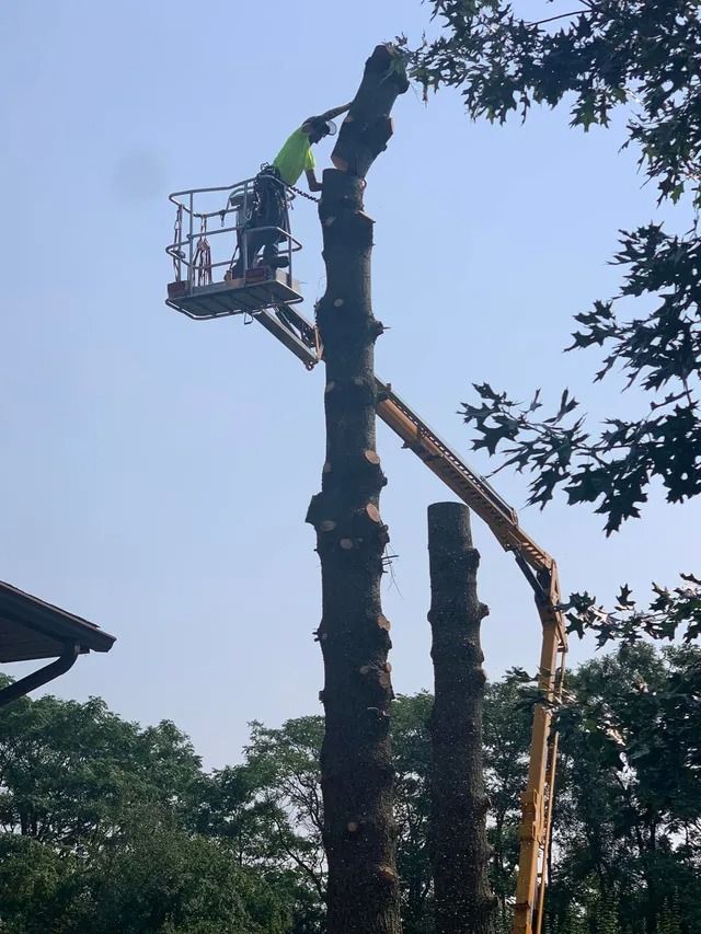 Tree service worker in a lift trimming a tall tree against a blue sky.