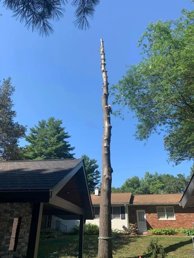 Tall tree trunk with branches removed, standing in a yard near a house on a sunny day.