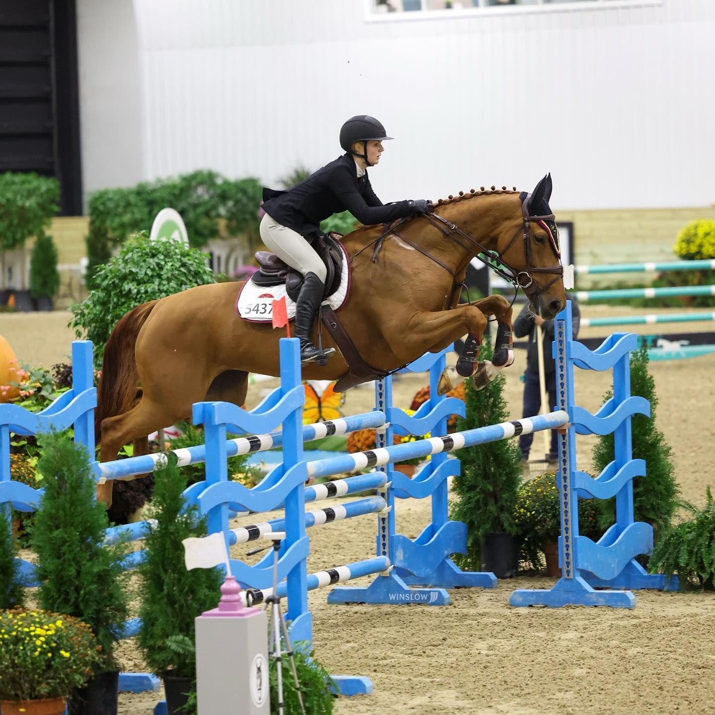 A person riding a brown horse jumping over a blue fence