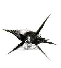 Cracked car windshield with radial fractures spreading outward from a central point.