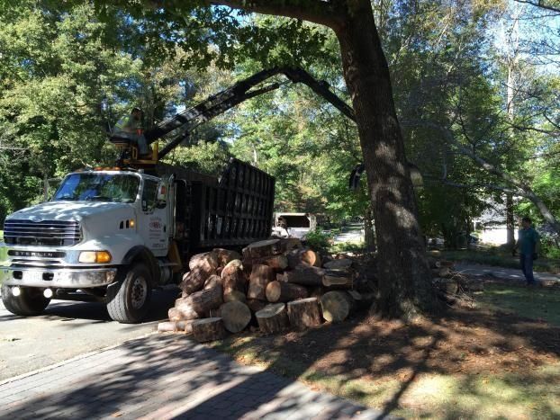 A truck is carrying logs down a street next to a tree.