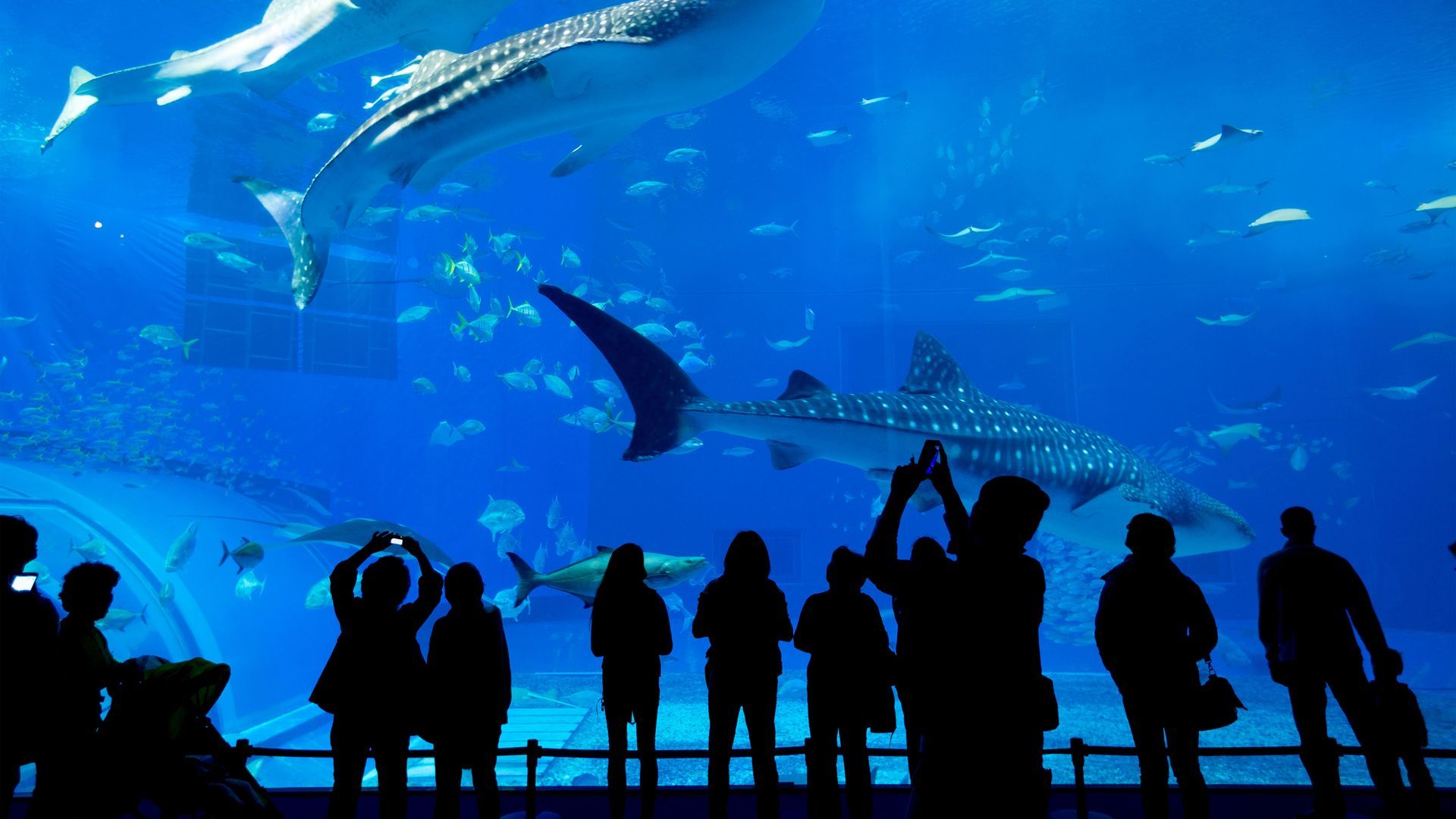 Silhouettes of visitors watching a large aquarium with sharks and fish in blue water