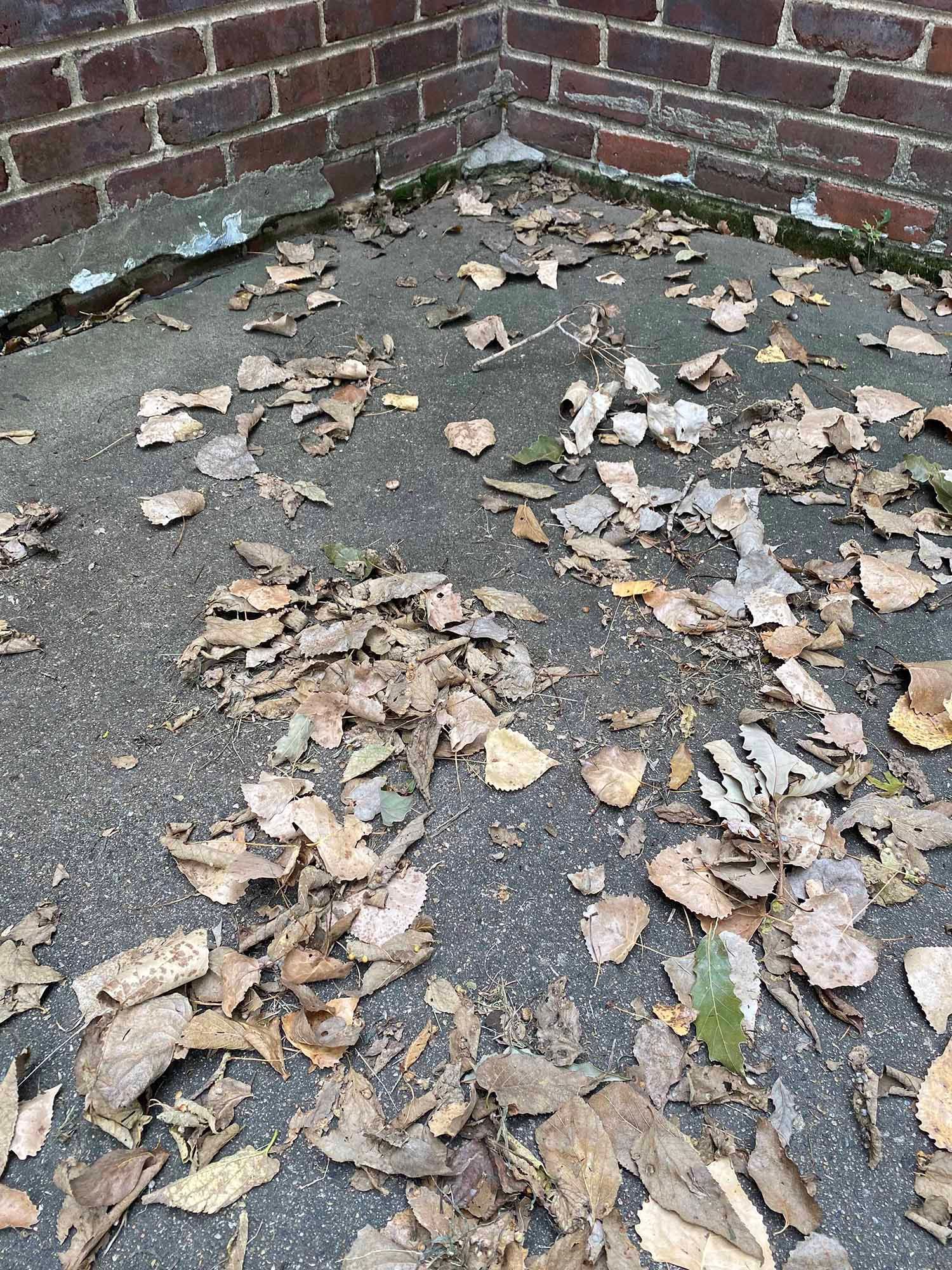 A pile of leaves on the ground in front of a brick wall.