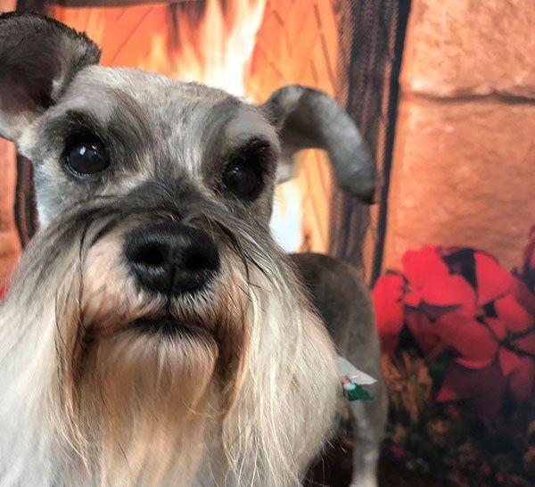 Steve’s All Breed Grooming And Pet Salon Photo Gallery Norman Steve’s All Breed Grooming And Pet Salon Photo Gallery Norman