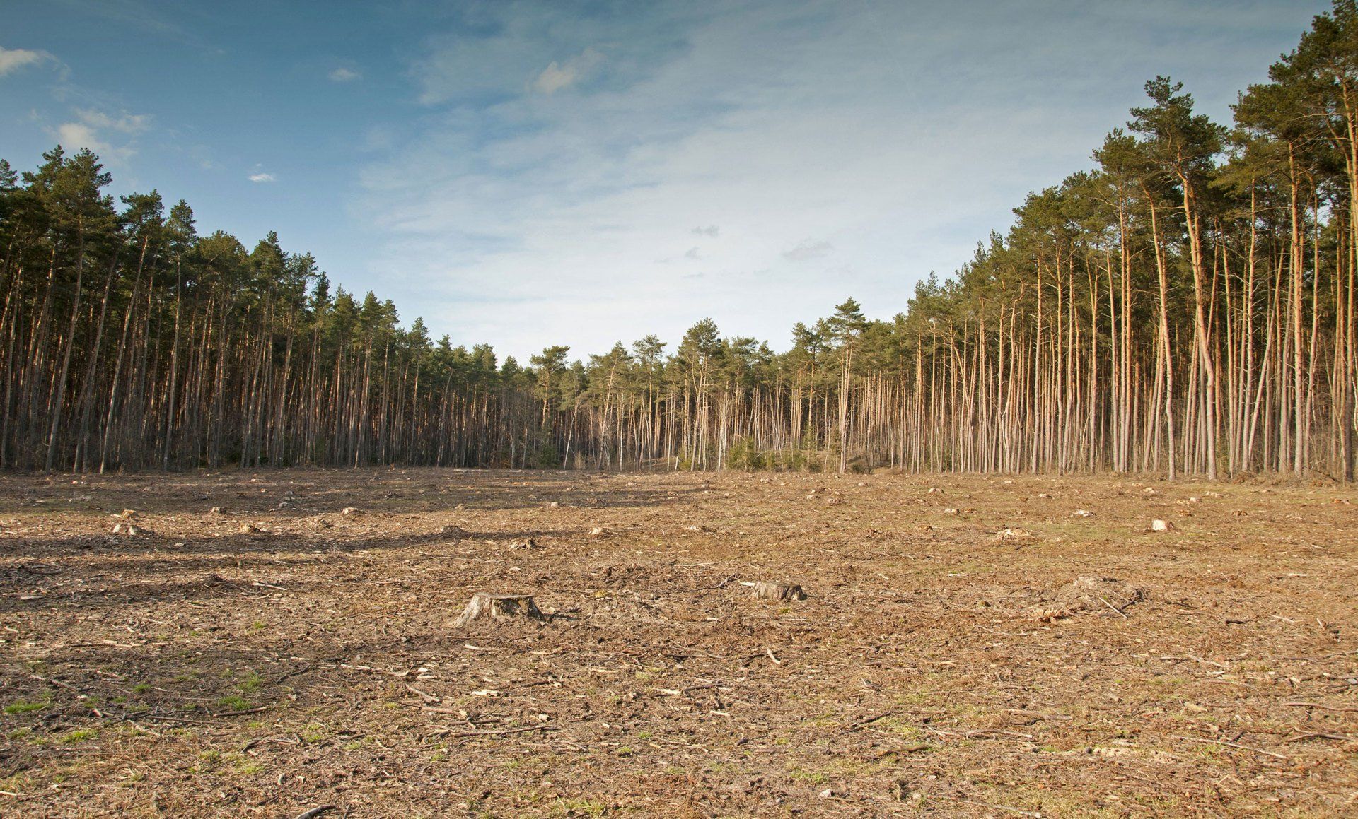 Richardson Tree & Landscape Company Land Clearing New Wilmington