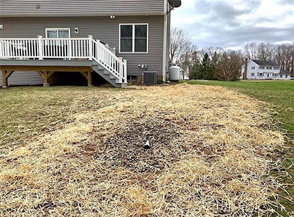 Backyard with deck and house. Dead grass in foreground, green grass and other houses in background.