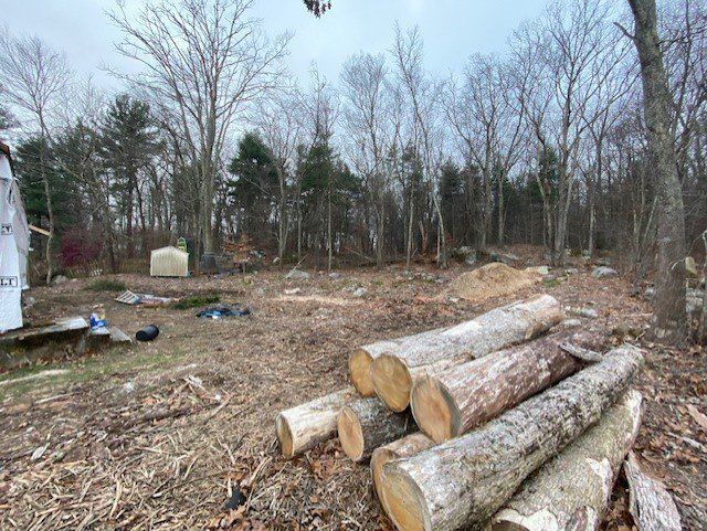 Pile of logs in foreground, clearing in a wooded area with bare trees under cloudy sky.