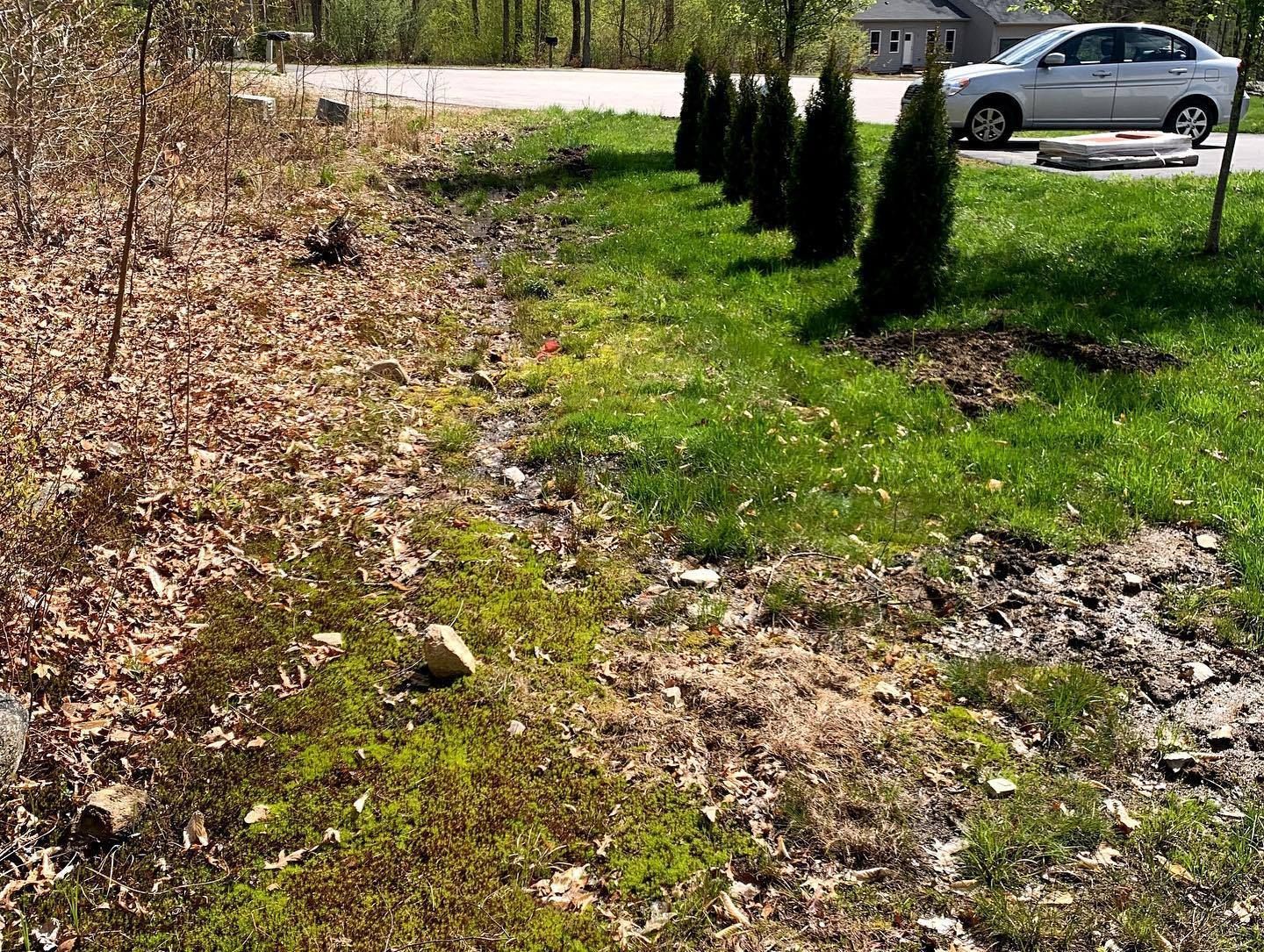 Half-dead foliage and moss next to green grass and evergreens along a road with a parked car.