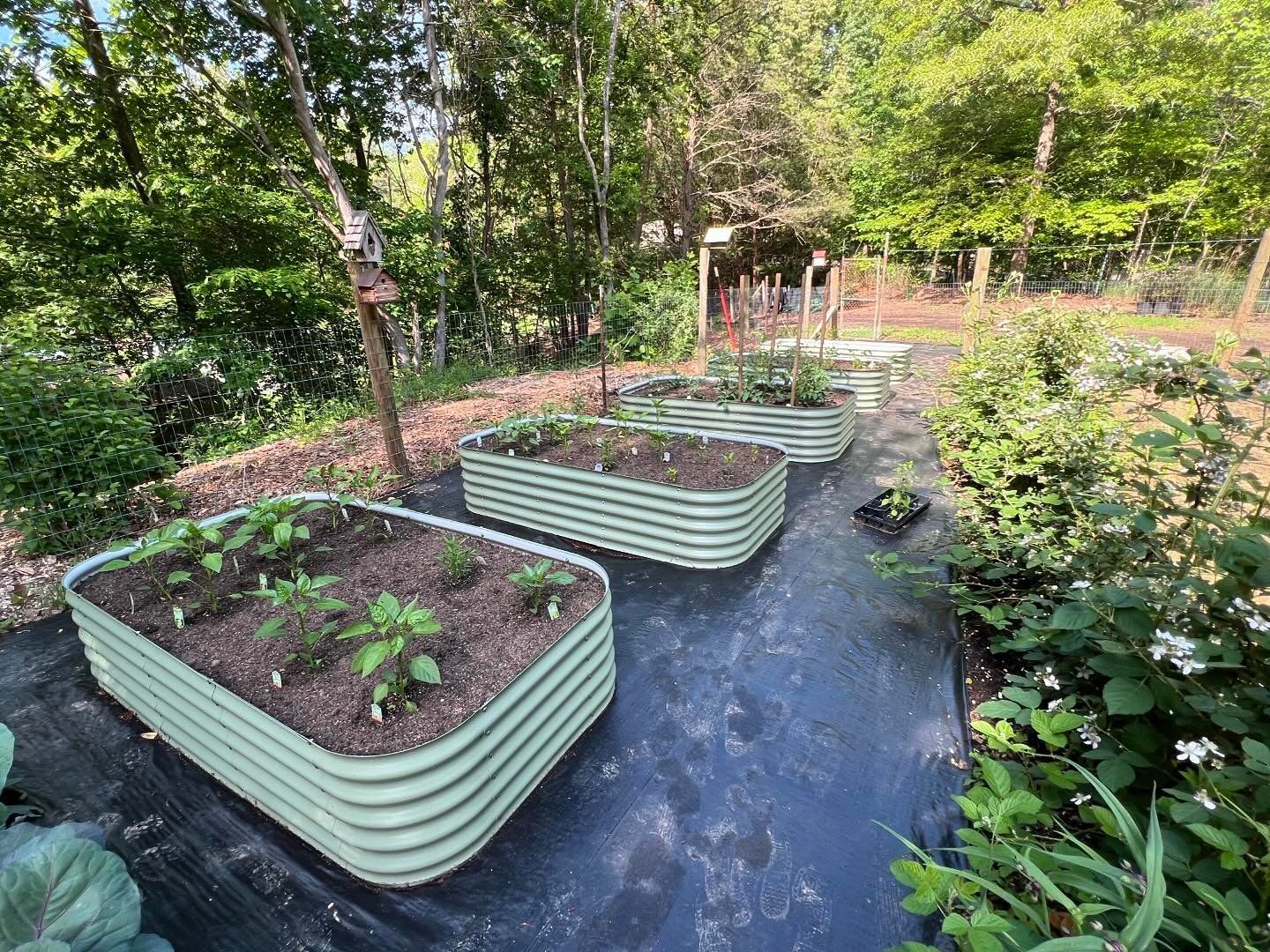 A row of metal raised beds filled with plants in a garden
