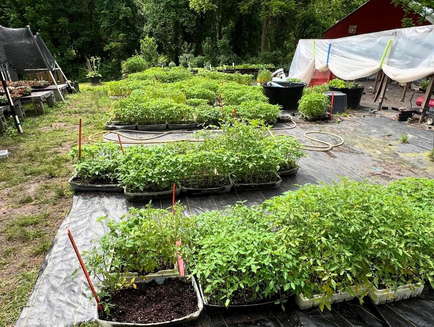 A bunch of plants are sitting on top of each other in a garden