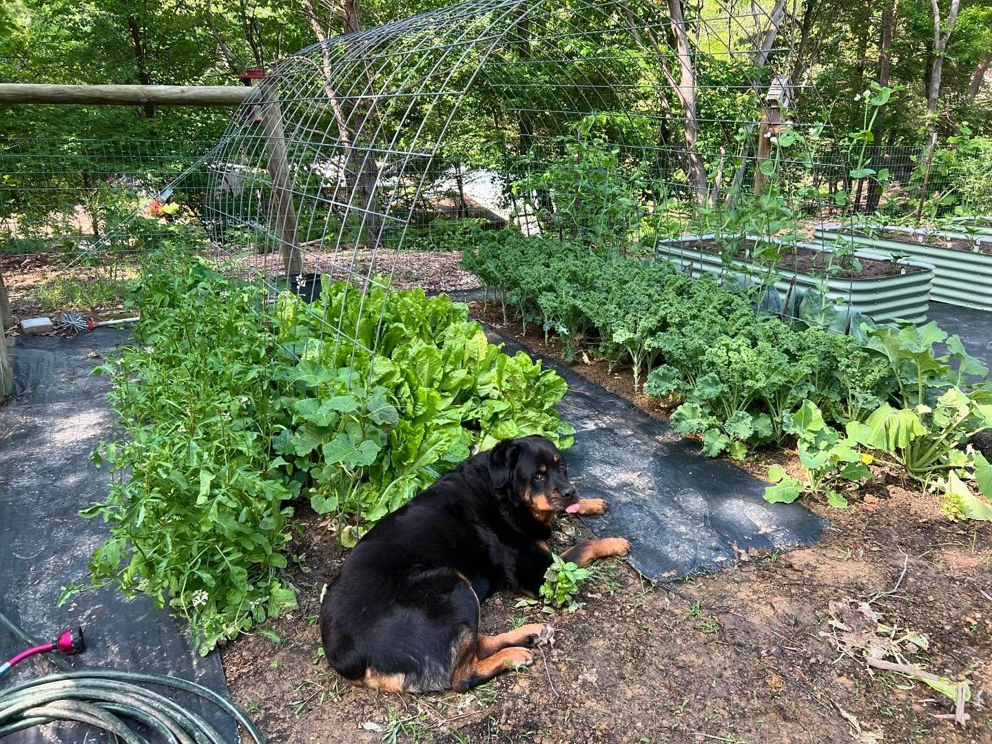 A black dog is laying in the dirt in a garden