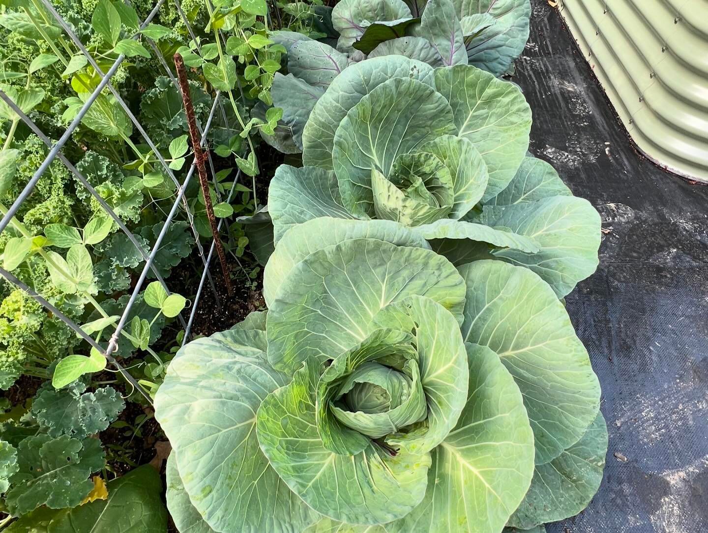 A bunch of cabbage plants are growing in a garden