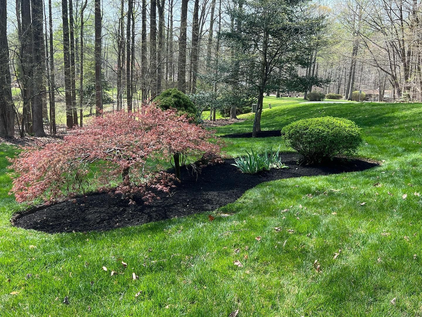 a lush green lawn with trees and bushes in the background .