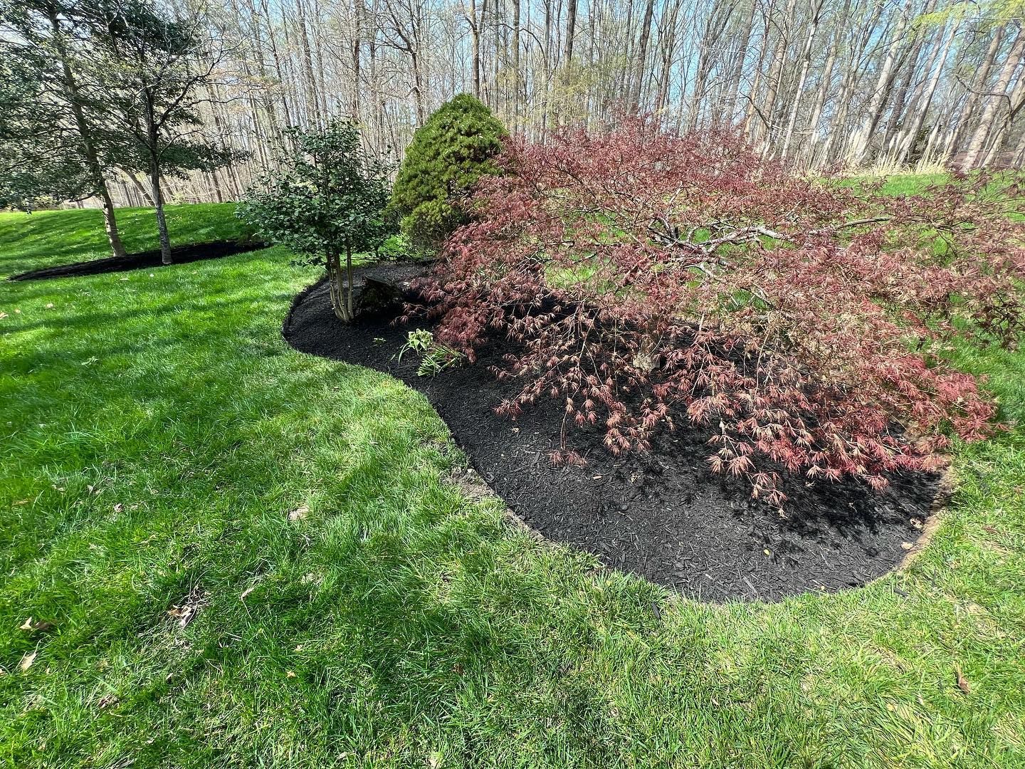 a lush green lawn with a bush in the middle of it .