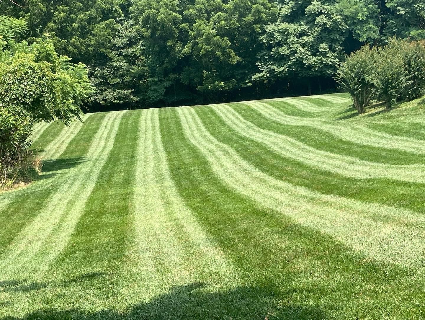 a lush green field of grass with trees in the background .