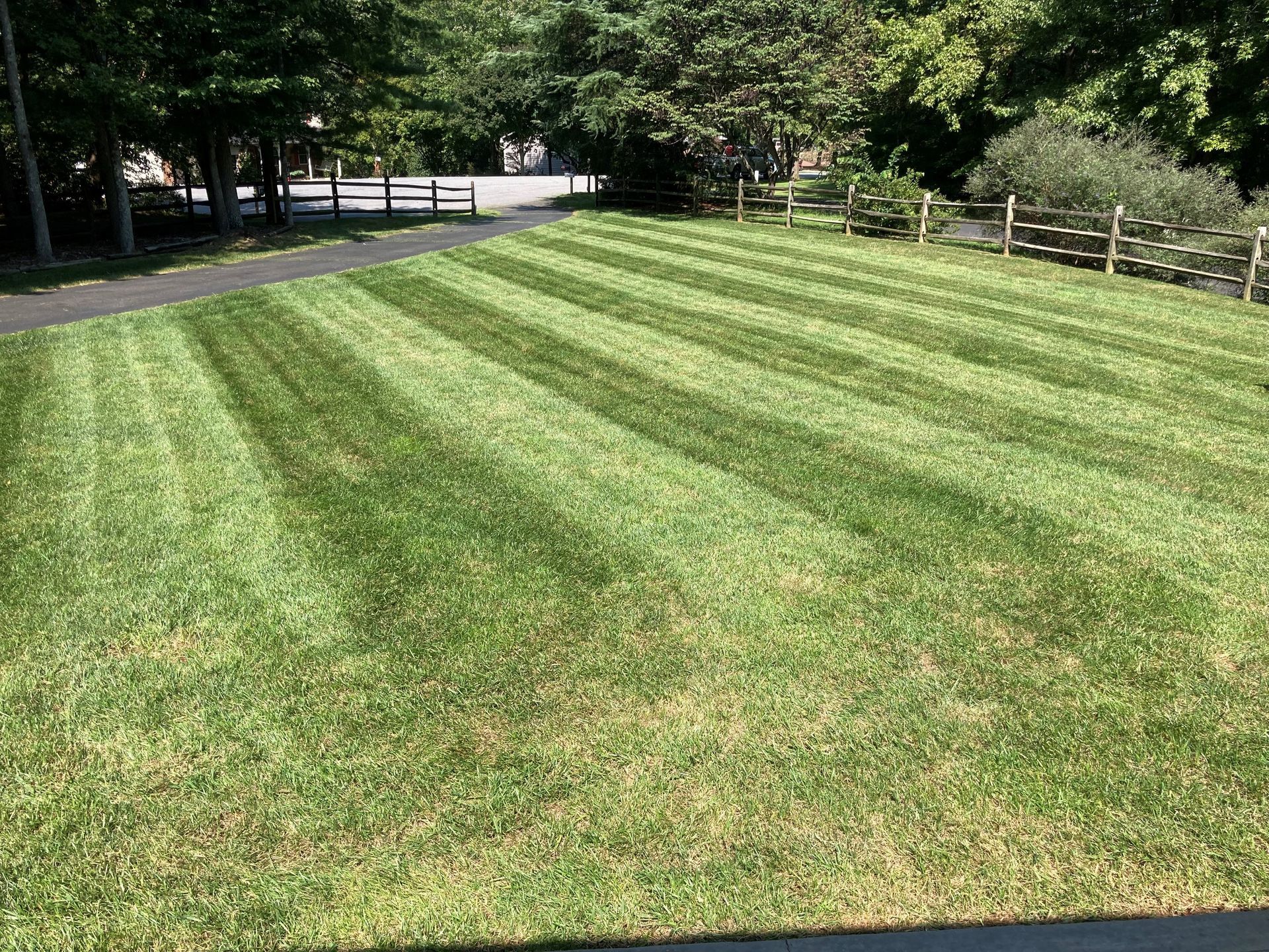 a lush green lawn with a wooden fence in the background .