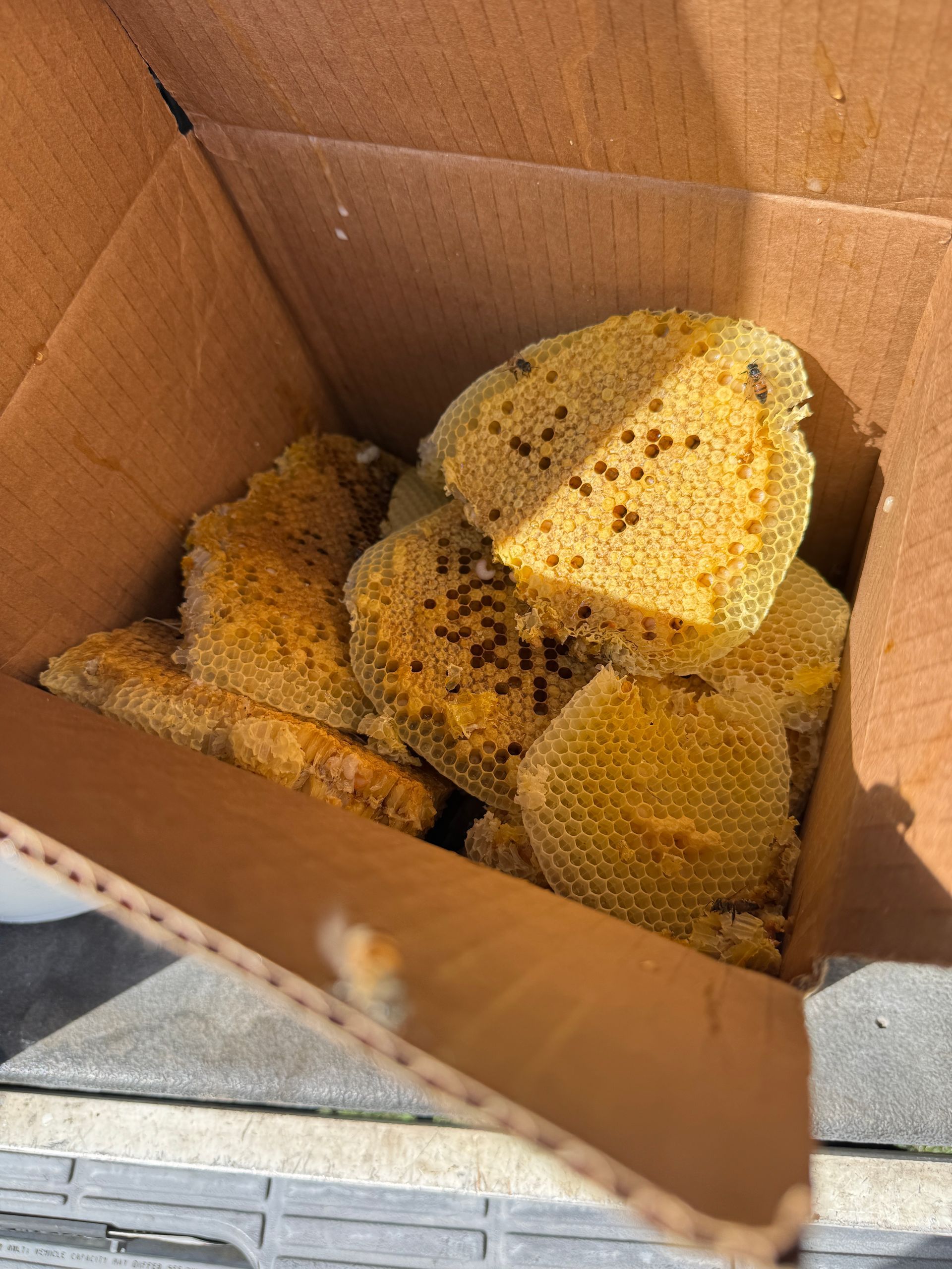 Honeycomb pieces in a cardboard box, with golden wax and dark specks on the cells