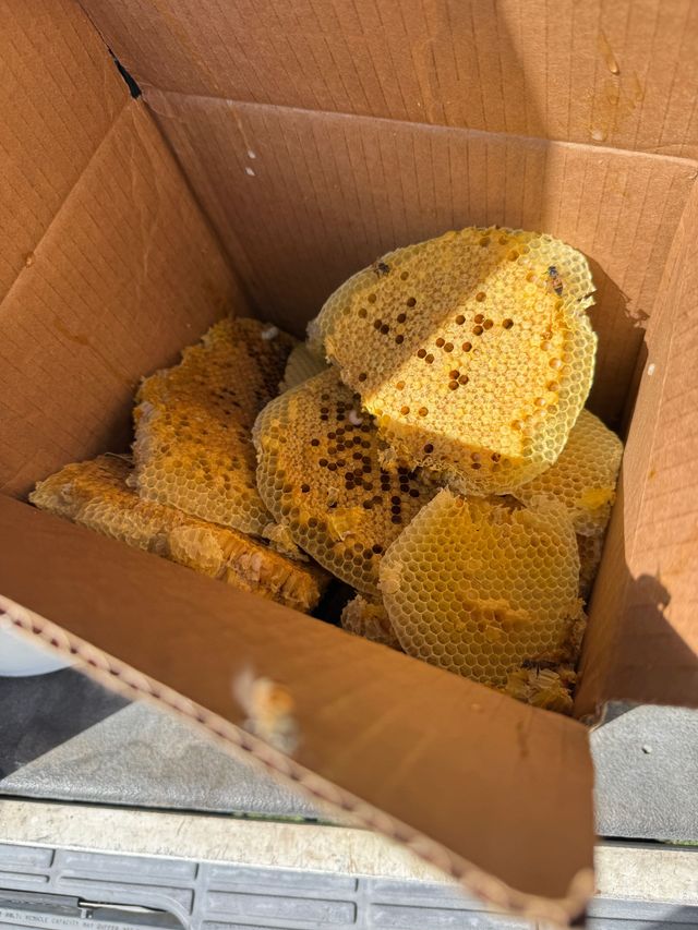 Honeycomb pieces in a cardboard box, with golden wax and dark specks on the cells