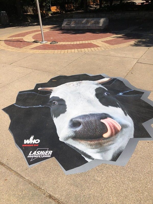 A cow sticker on a concrete ground, showing a close-up of a cow with its tongue out, branded with 