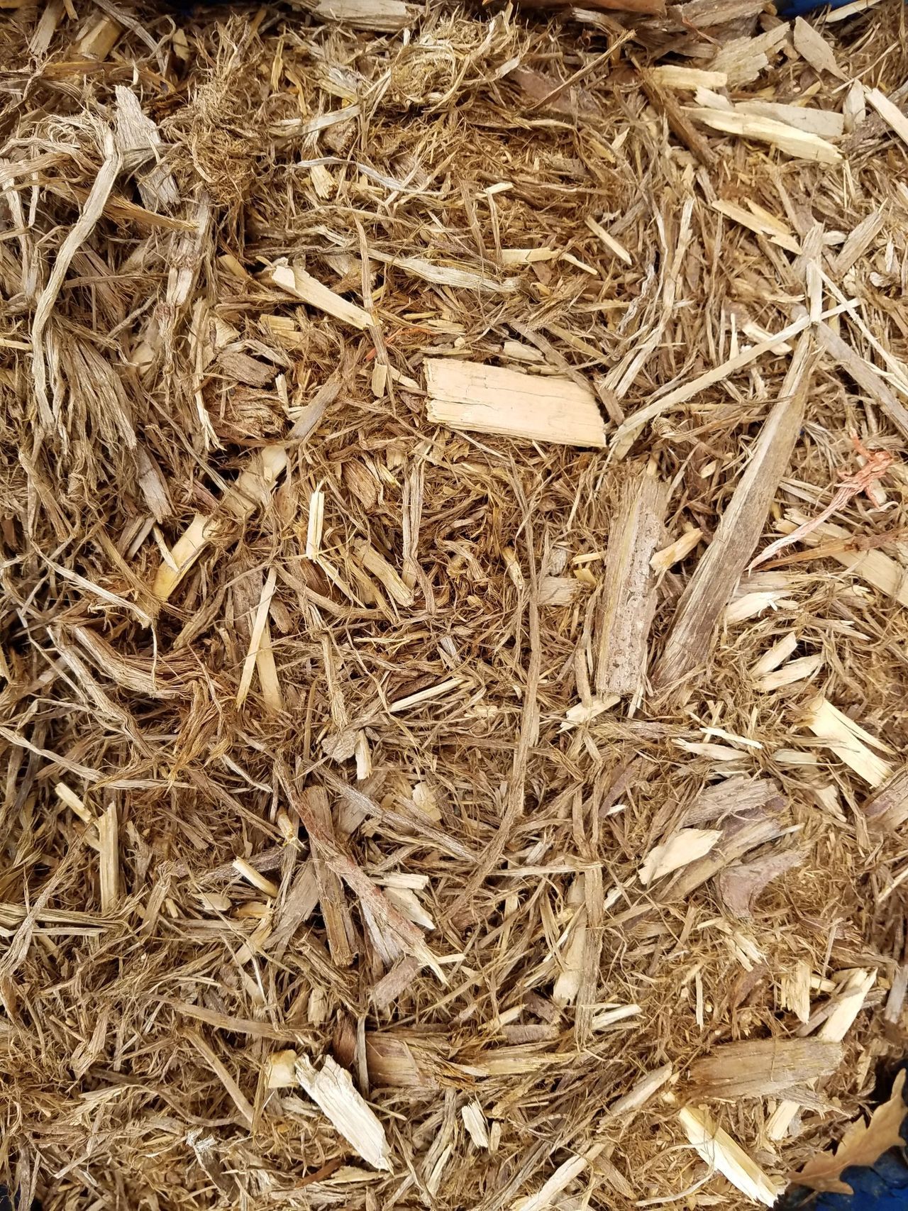 A pile of wood chips in a blue container.