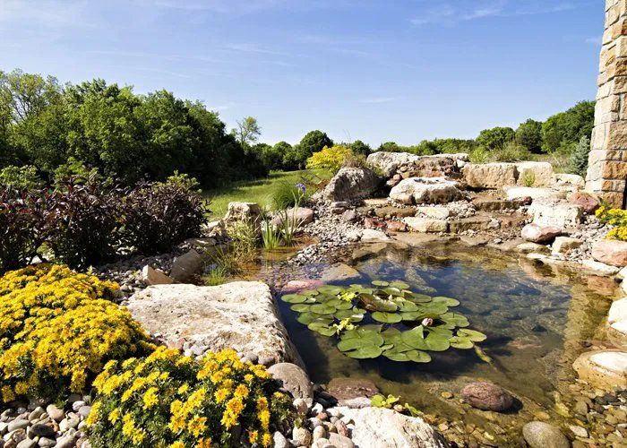 A pond filled with water lilies and rocks in a garden.