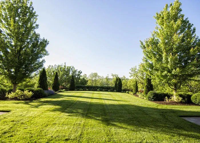 A lush green lawn surrounded by trees and bushes on a sunny day.