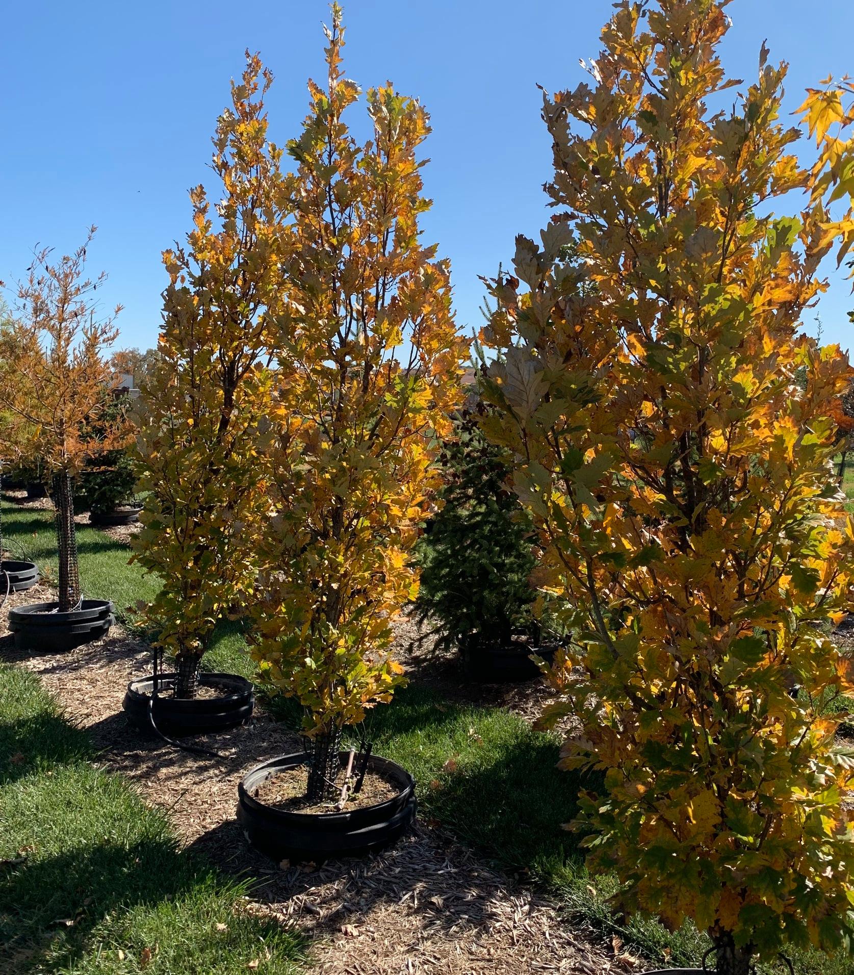 A row of trees with yellow leaves in a garden