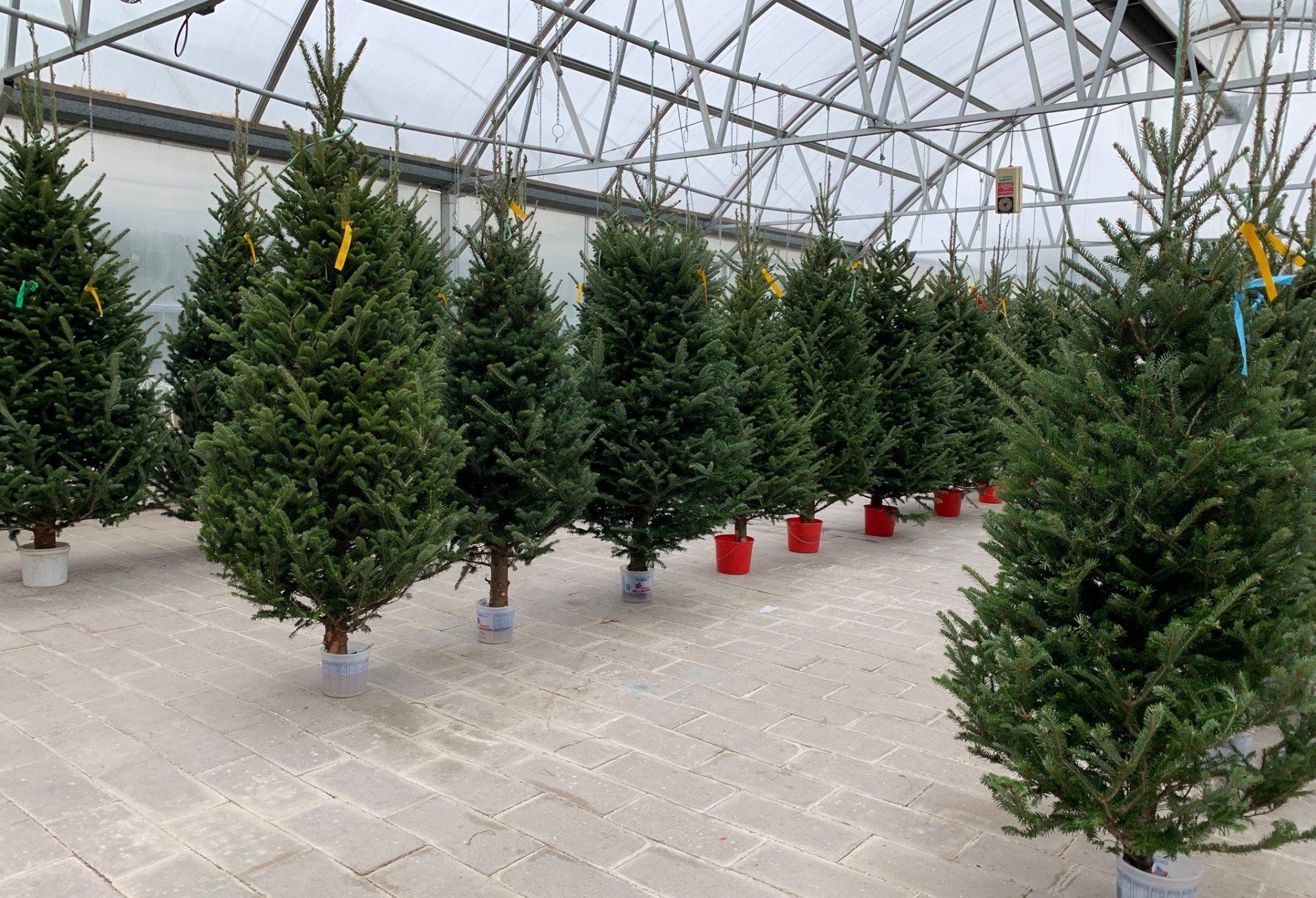 A greenhouse filled with lots of christmas trees.