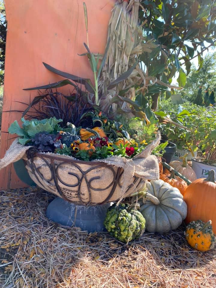 A wheelbarrow filled with flowers and pumpkins is sitting on top of a pile of hay.