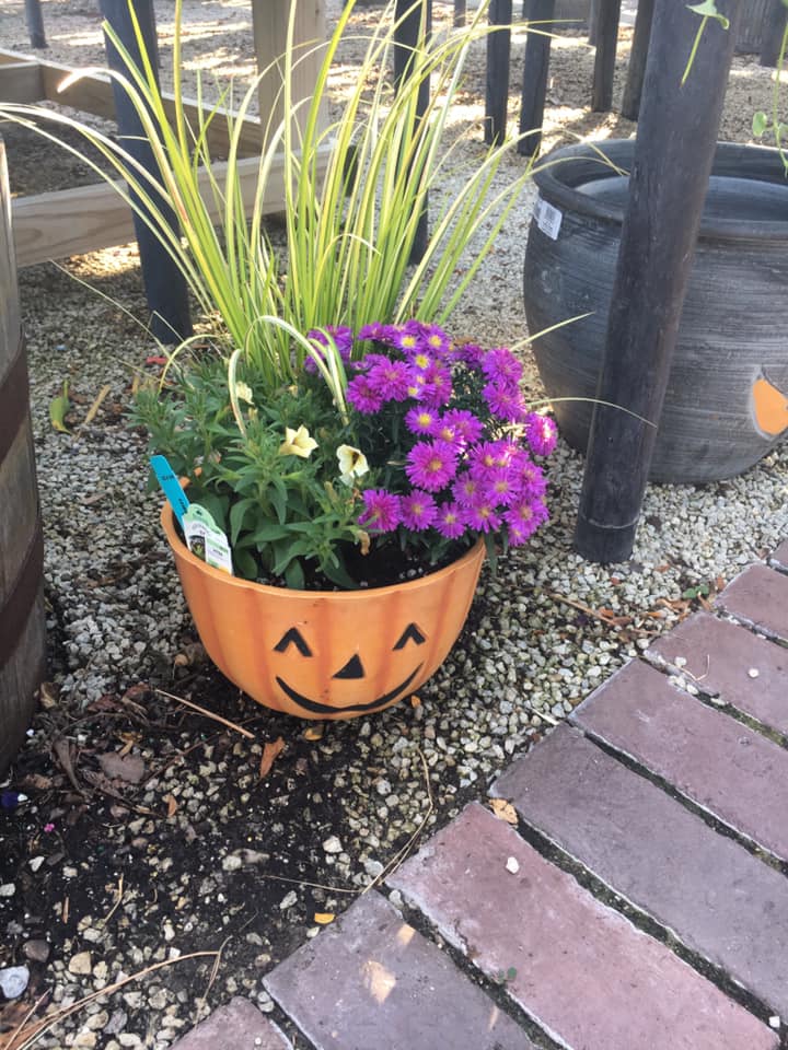 A pumpkin planter with purple flowers in it