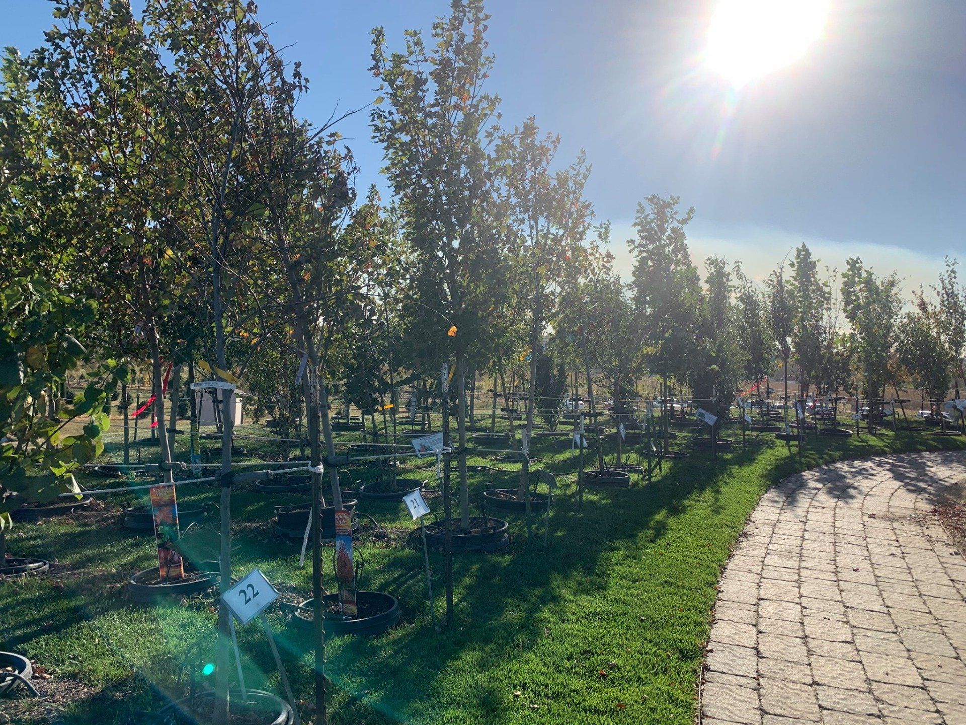 A path going through a park filled with lots of trees