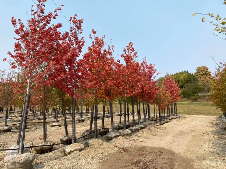 A row of trees with red leaves in a park