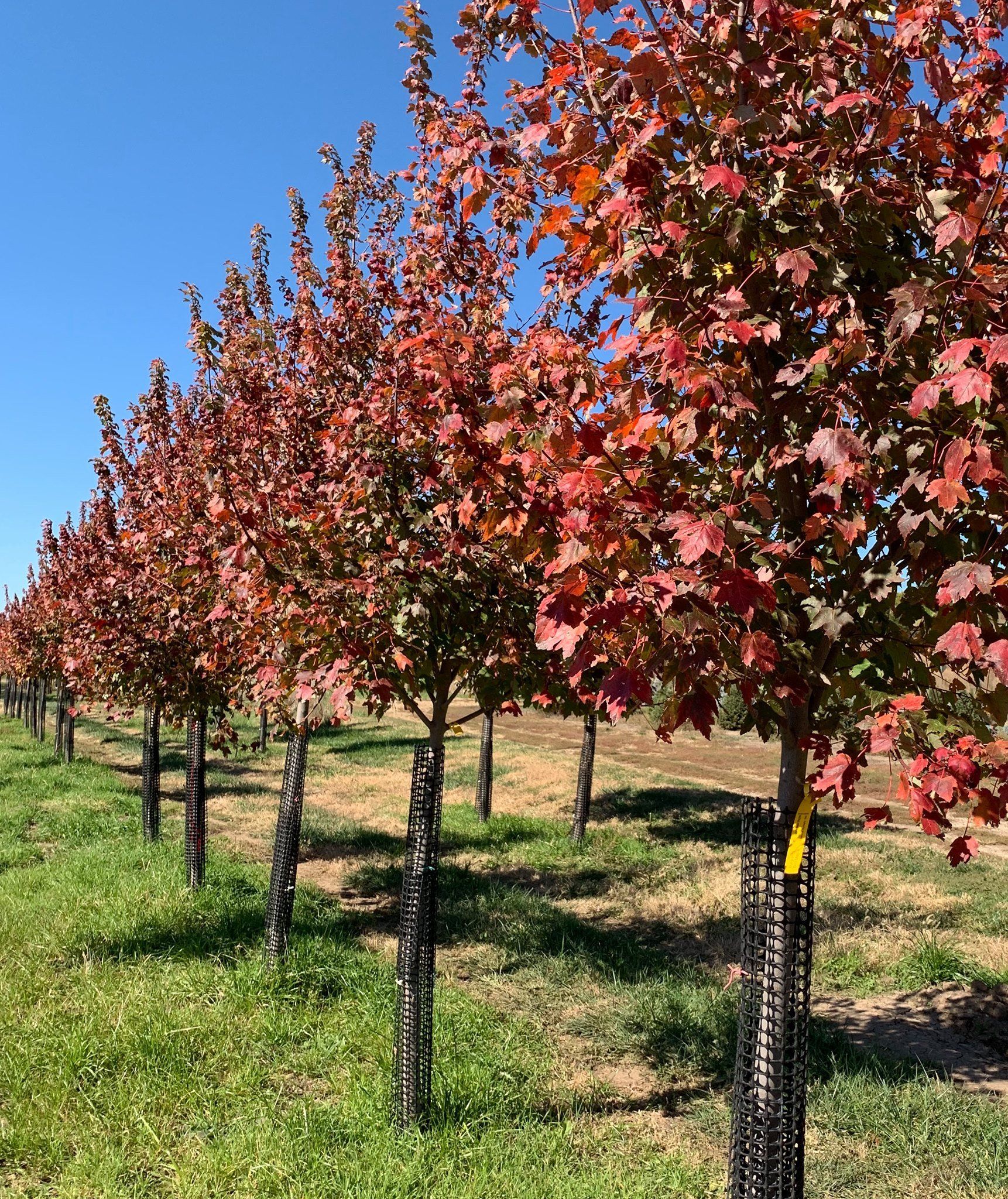A row of trees with red leaves in a field.